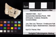 Foto (Objket + Etiketten) von Mesogalathea striata (Remeš, 1895) 
